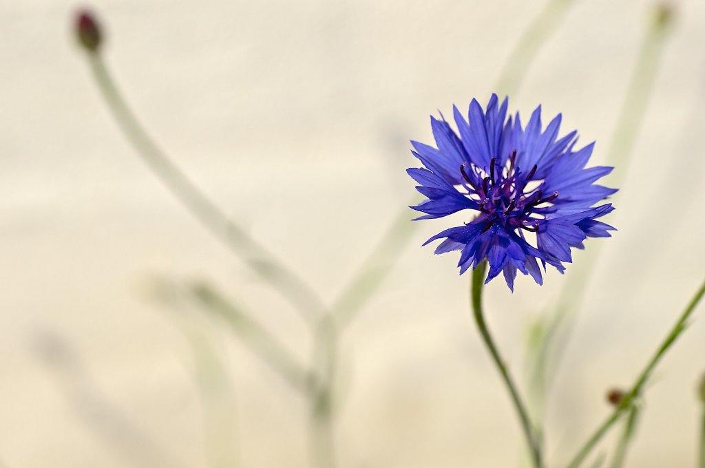 Purple flower II