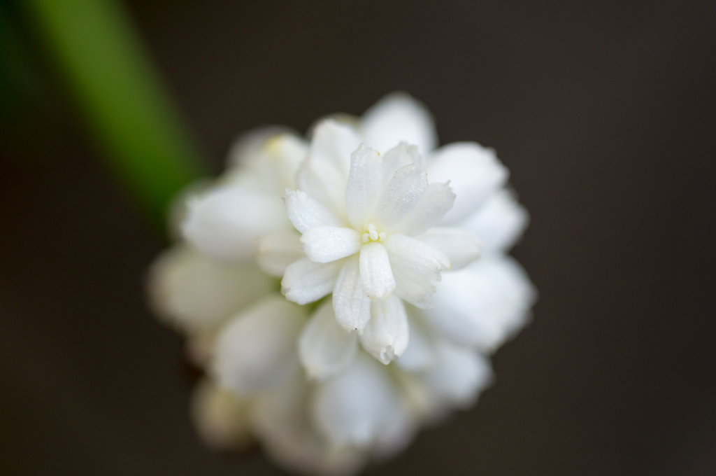 Tiny White Flower