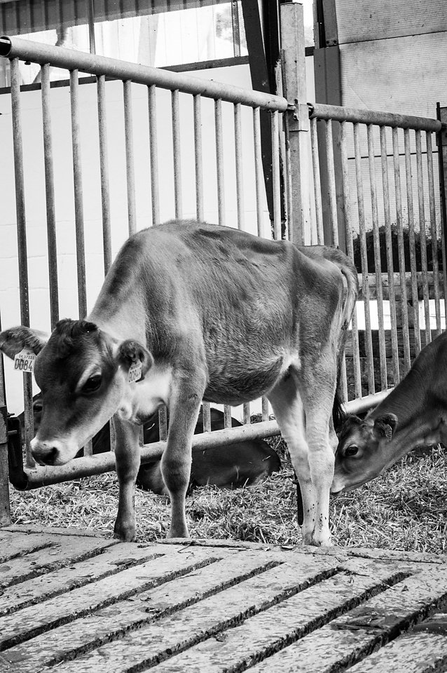 Åbent Landbrug 2016