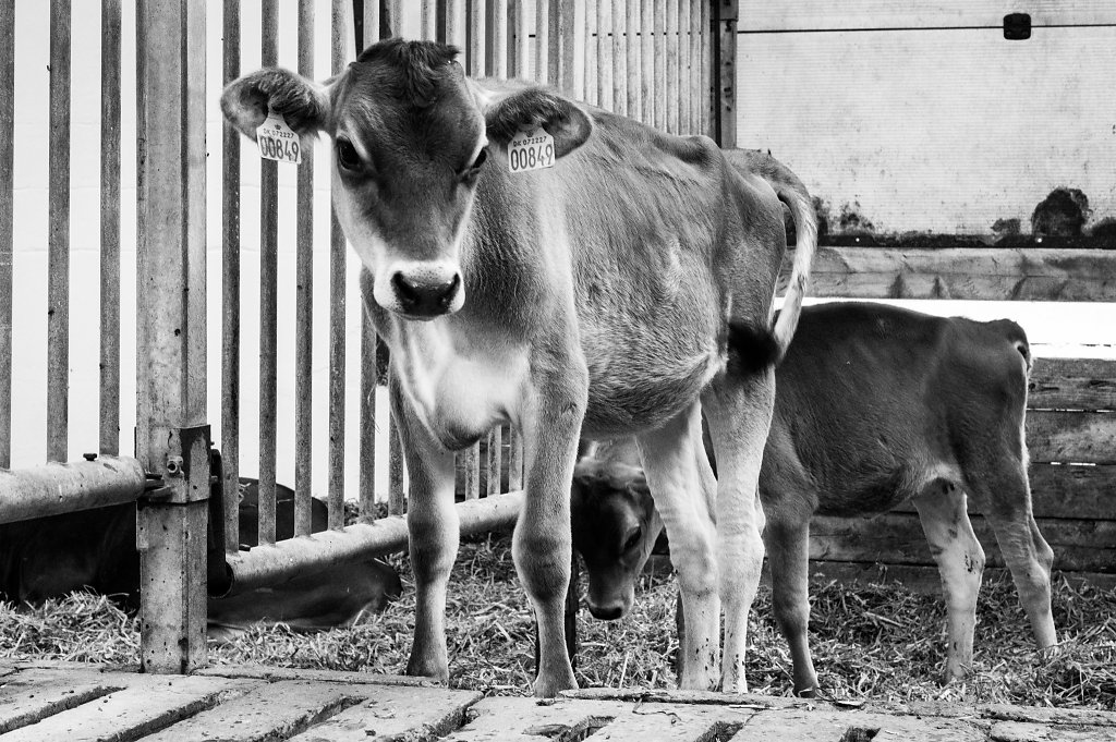 Åbent Landbrug 2016