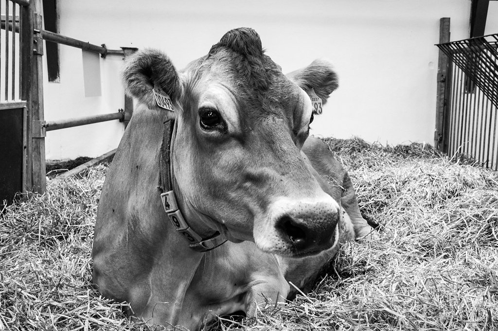 Åbent Landbrug 2016