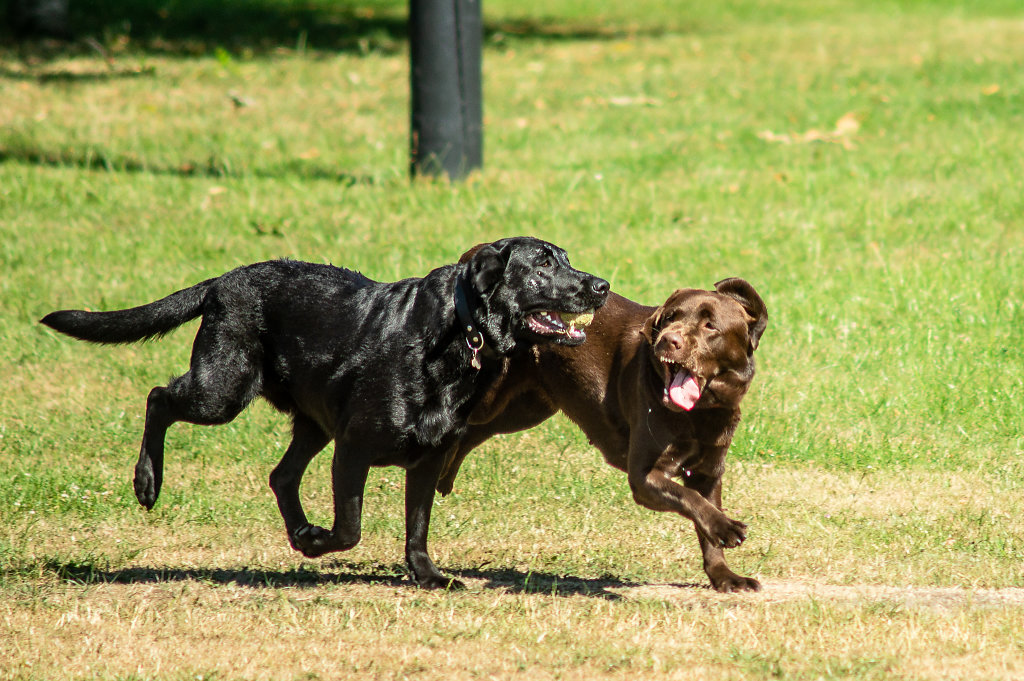 Dogs Playing