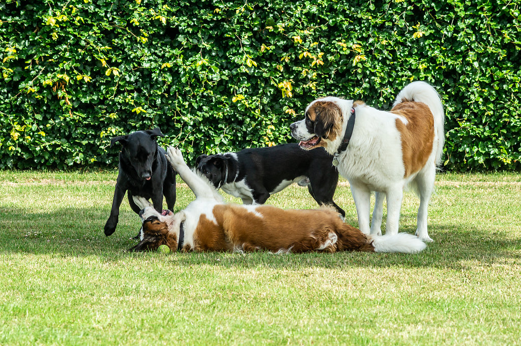 Dogs Playing