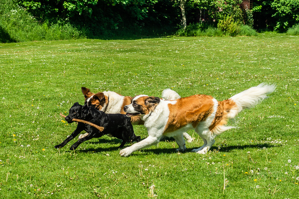 20180520-hundeleg-2165.jpg